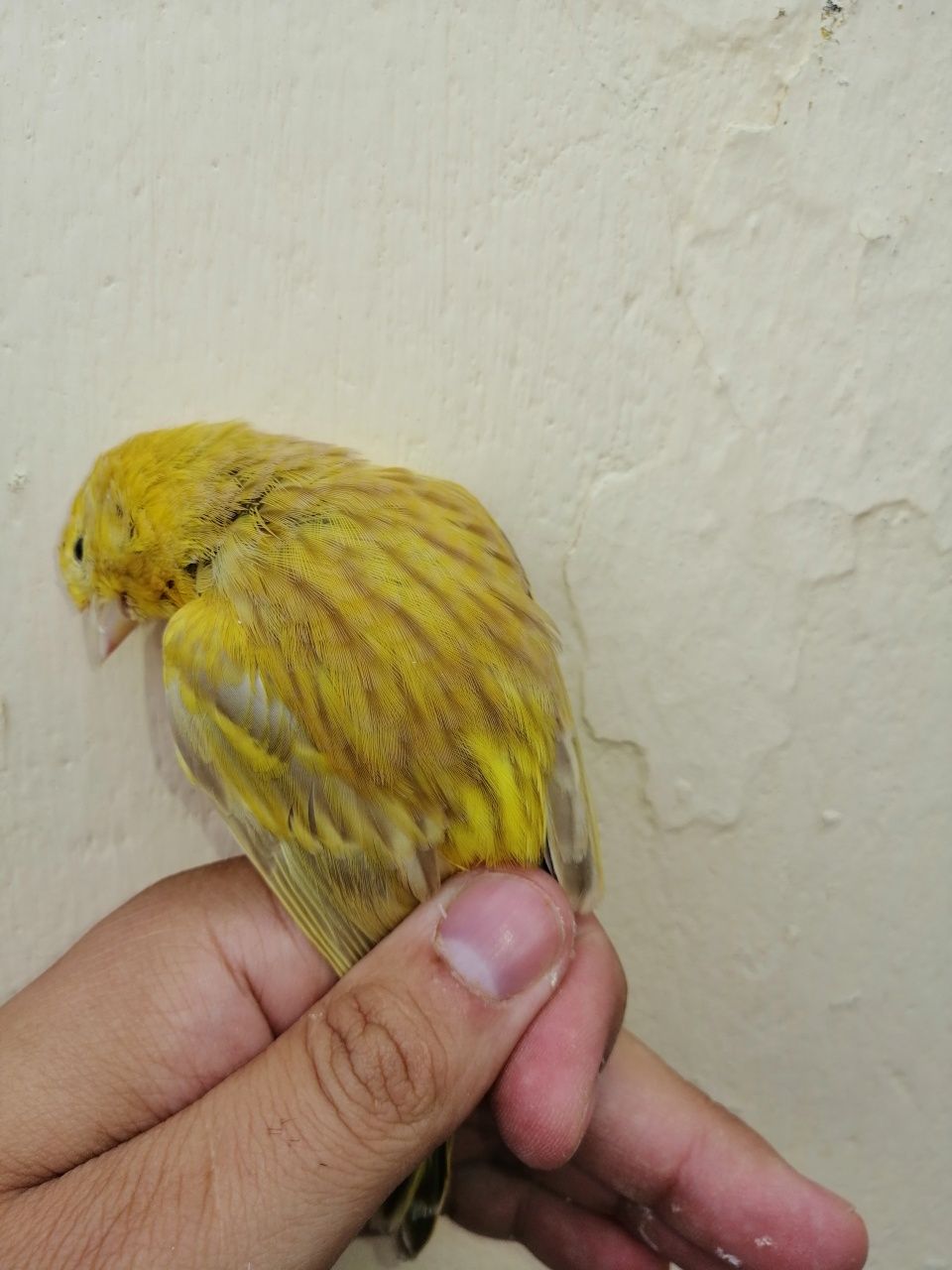 Aves para ceder preço porpocional a qualidade da ave