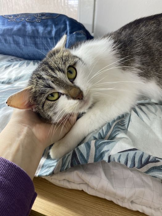 Młoda, kochana i przyjazna kotka pełna uroku