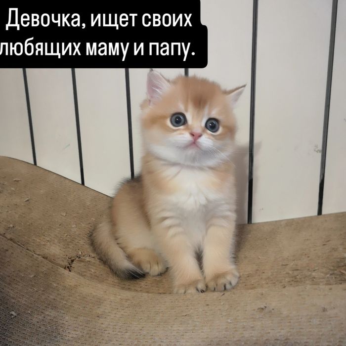 Котята  Британская золотая. Бронь.