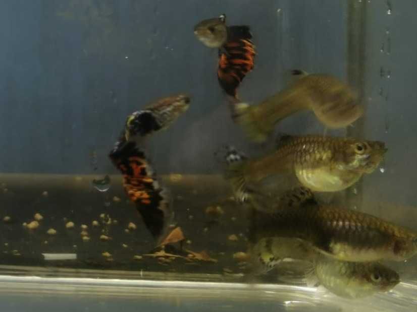 Guppy  2 Machos e 4 Fêmeas  5€