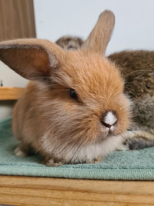 Ostatni malutki chlopczyk. rezerwuj Mini karzełek puchaty królik