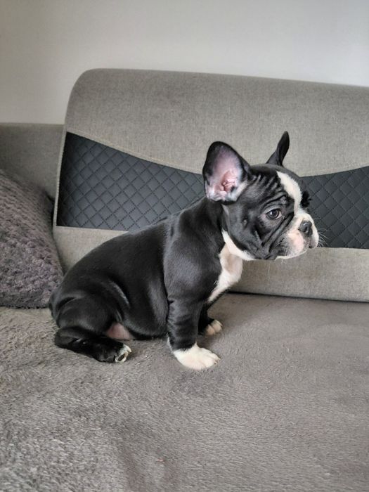 Buldog francuski - suczka