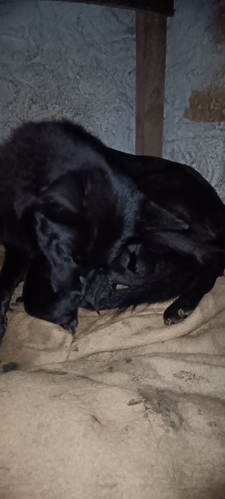 Wolfdog checo X pastor belga