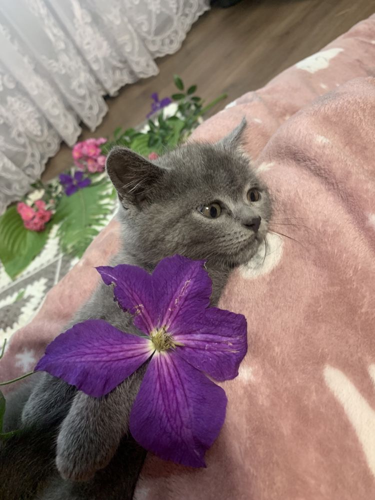 Продаються Британські кошенята