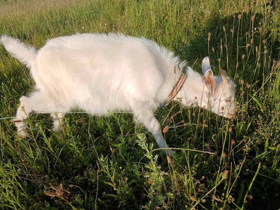 Продаю козочку цьогорічну