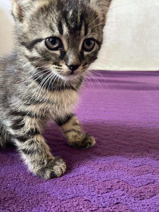 Віддам кошенят в добрі руки