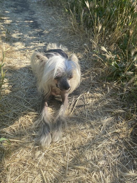 Голий кітайський пацан шукає собі невєху