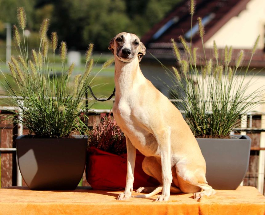 Whippet Chart Angielski, ZKwP/FCI, cudna sunia SATI