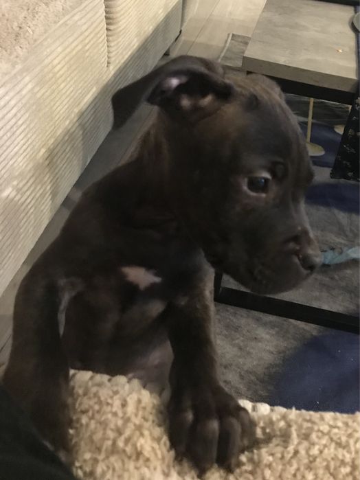 Piesek Pitbull terier