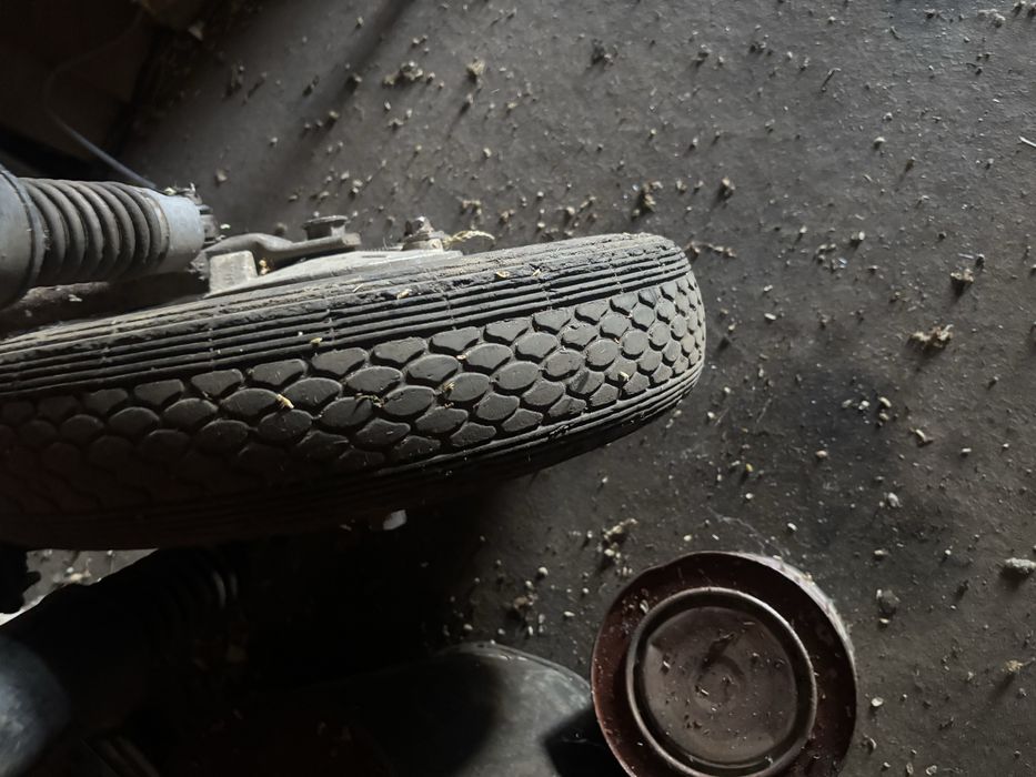 Муравей Тула в хорошем состоянии