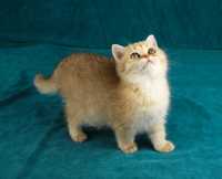 Śliczna kotka brytyjska złota z rodowodem Felis Polonia FPL
