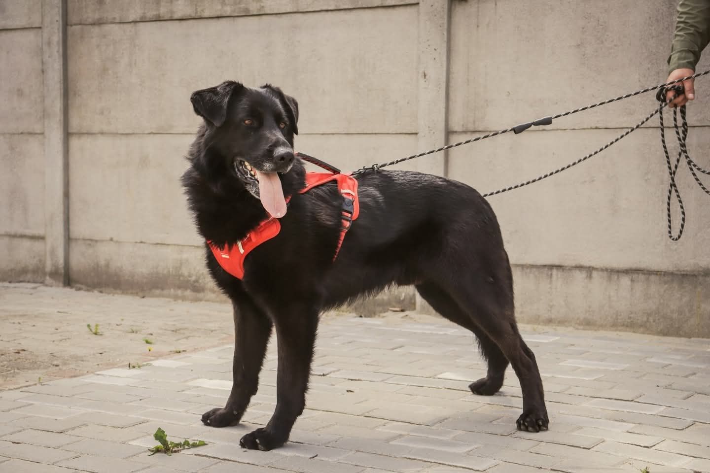 Cudowny Olafek 1,5 roczku 30 kg