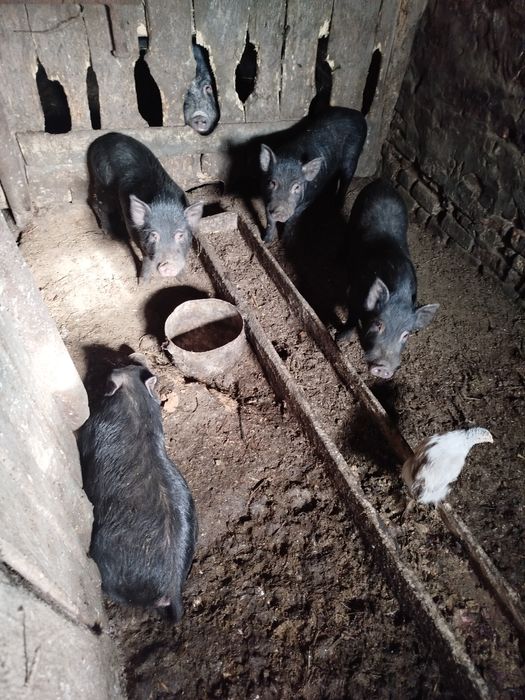 Срочно продам не дорого!