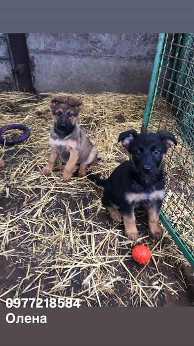 Продаються цуценята Німецької вівчарки