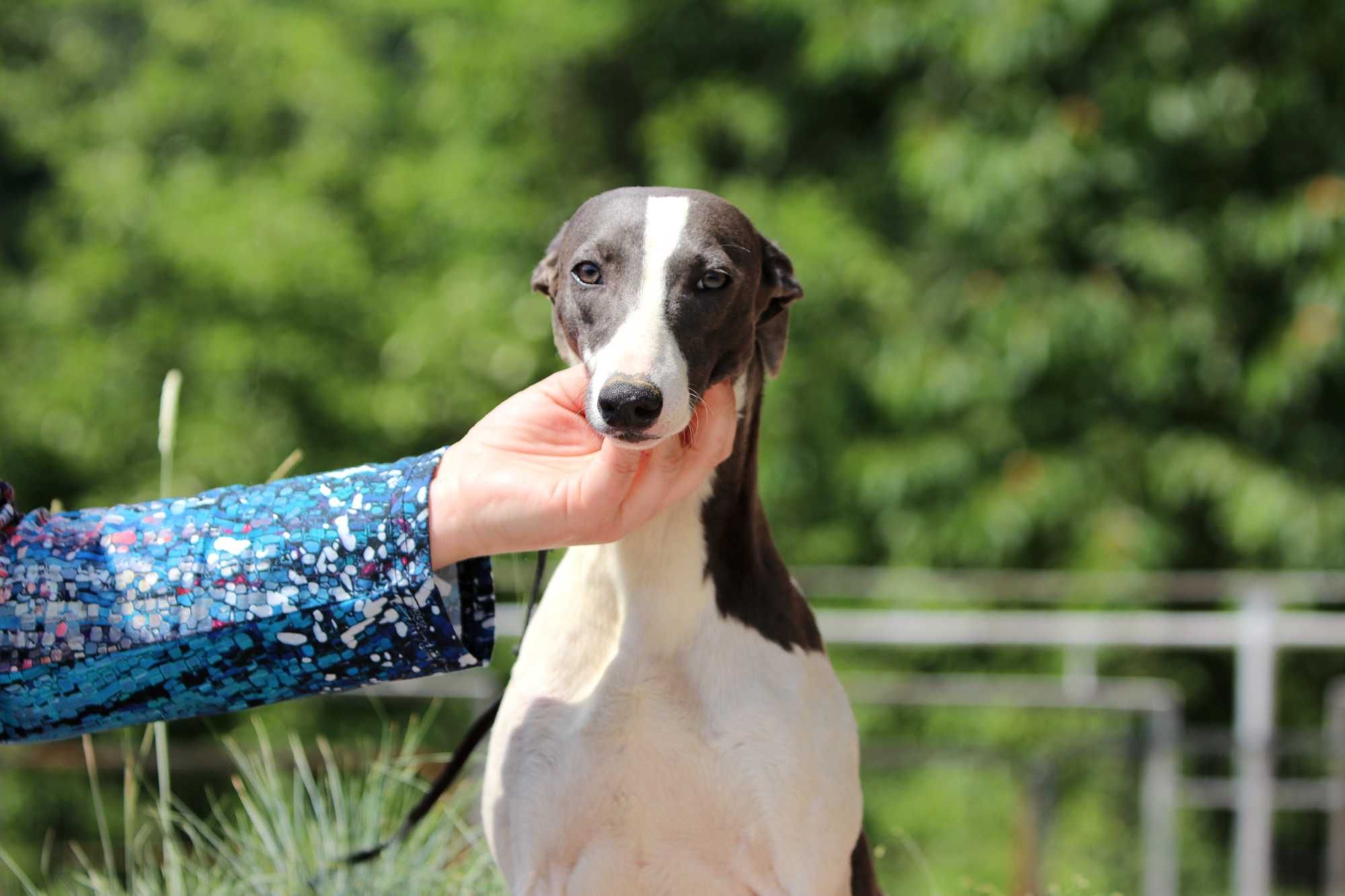 Whippet Chart Angielski, ZKwP/FCI, cudna OPRAH