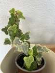 Vendo hera variegata vaso 9cm