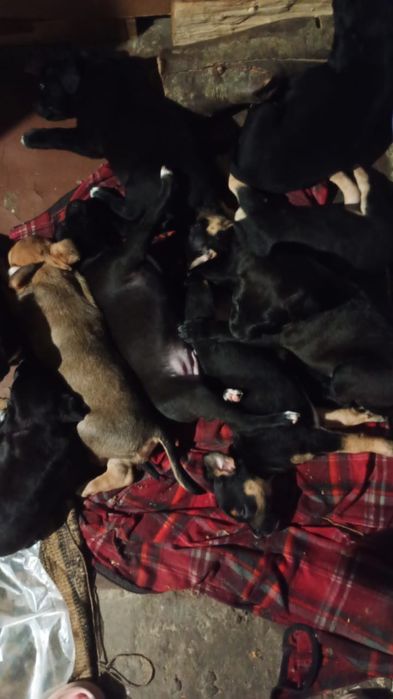 Цуценята амстаф шукають сімю