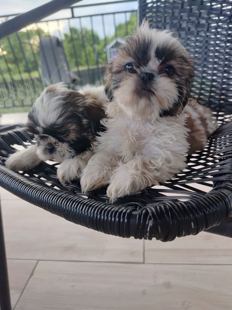 Shih Tzu suczki gotowe do odbioru
