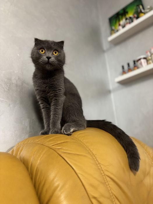 Шотландські котики, киця, висловухі, котики