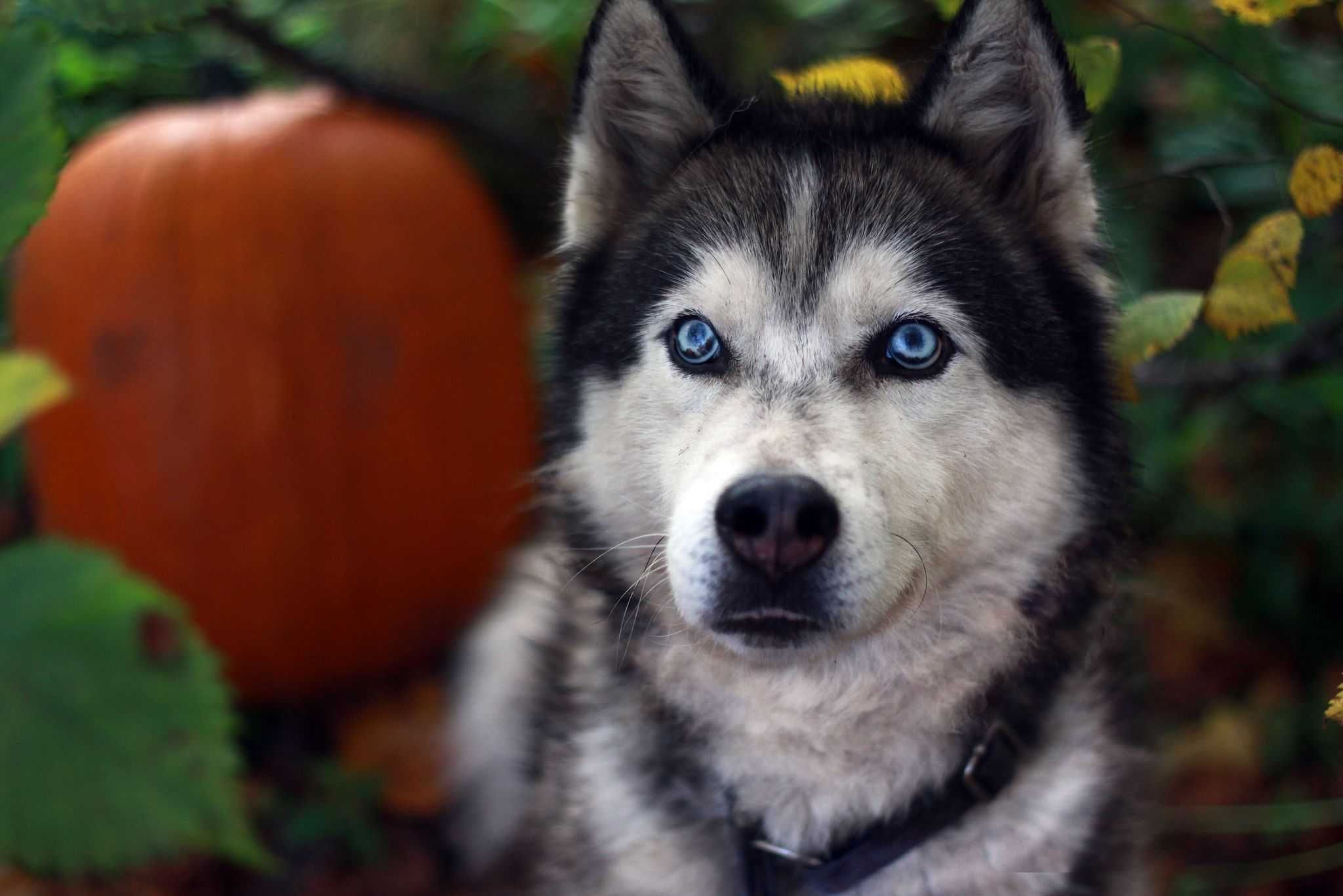 Pies husky o niezwykłych oczach szuka aktywnego domu