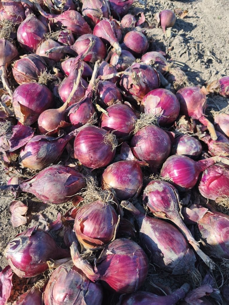 Czerwona cebula sprzedam