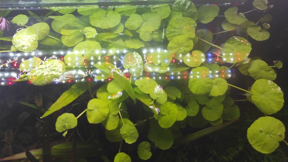 Hydrocotyle leucocephala