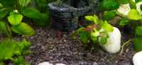 Krewetki czerwone akwarium
