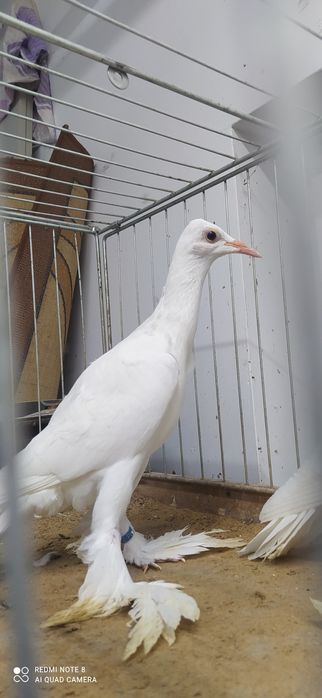 Bocian bociany samica