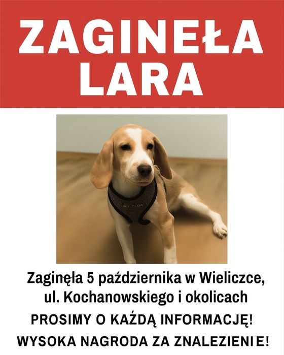 Zaginęła suczka w typie beagle LARA BLAGAMY O POOMOC W ODNALEZIENIU