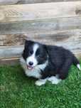Suczki border collie