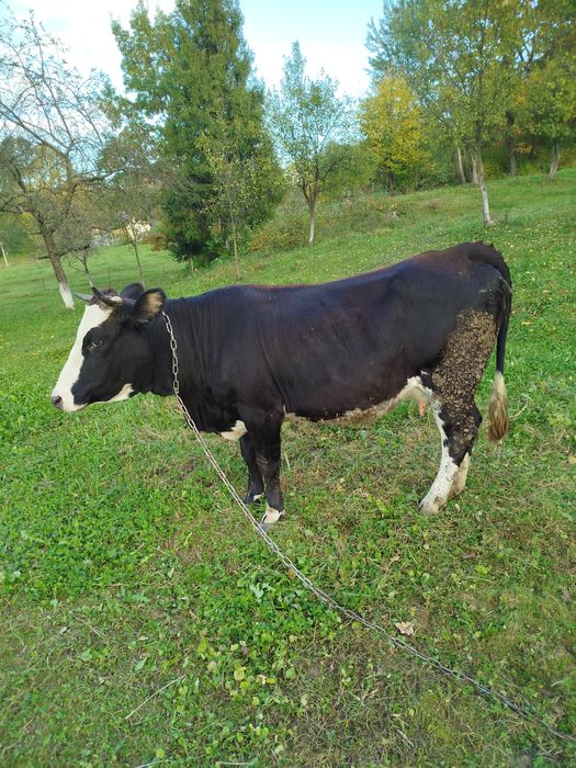 Продам молоду корову вечірка