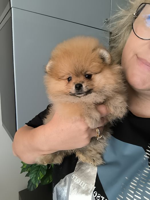 Spitz Anão.Lulu da Pomerânia. Com Pedigree. Lop e Afixo
