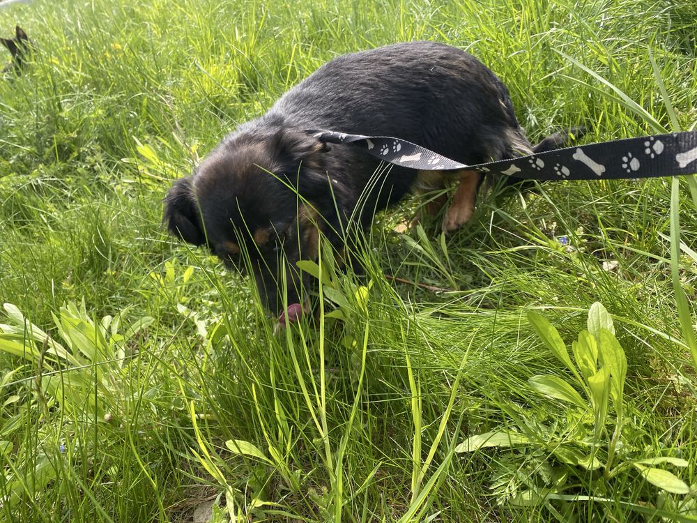 TiTi malutka sunia w typie Jamnika Długowłosego