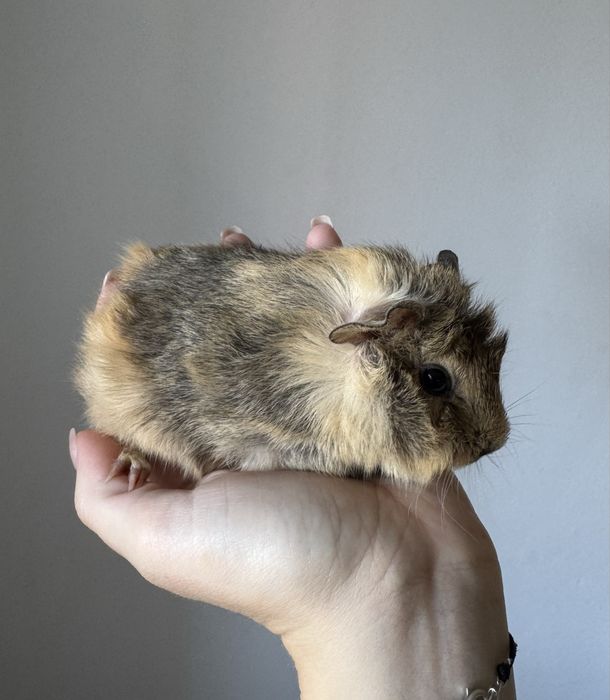 świnka morska - kawia domowa - rozetka - samica