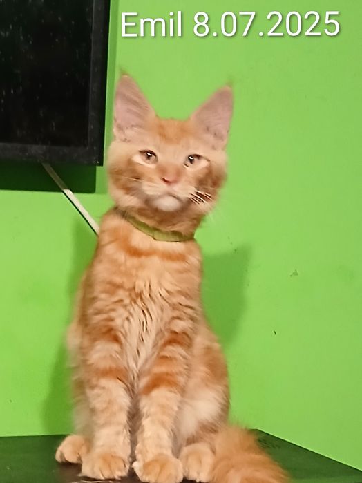 Sprzedam kocurka rasy Maine Coon urodzonego 8.07.2025 o imieniu Emil