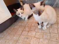 Gatinhas prara adoção