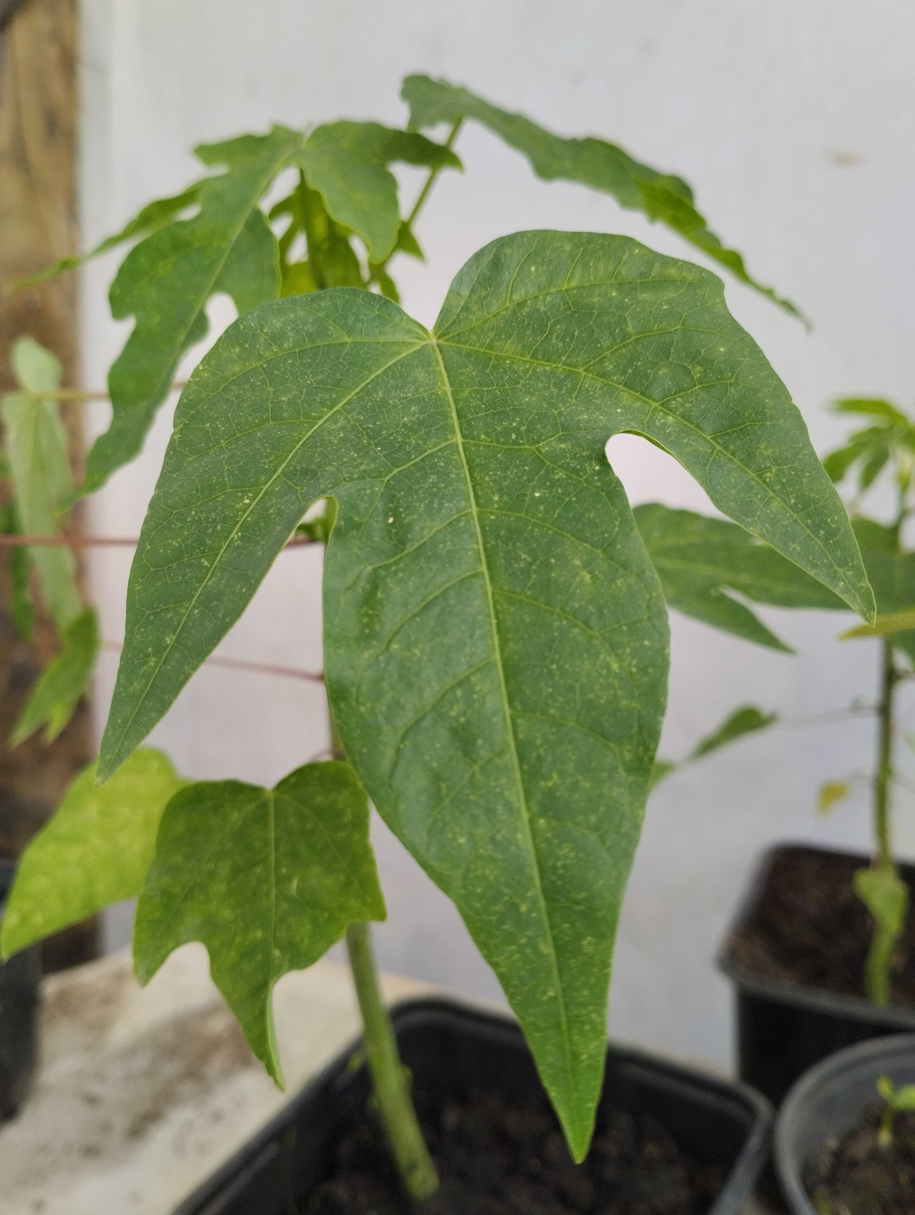 Plantas de mamão,anona, abacate manga e nespereira