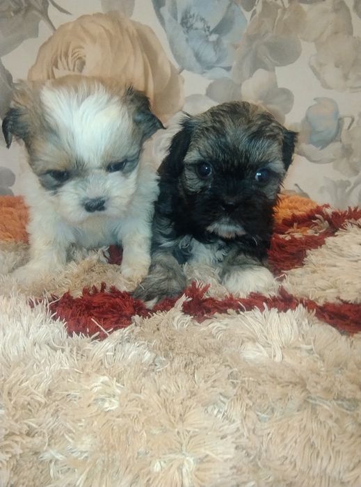 Sprzedam suczkę Shih TZU