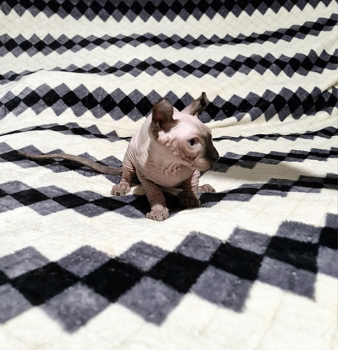 Мальчик. Порода Эльф.