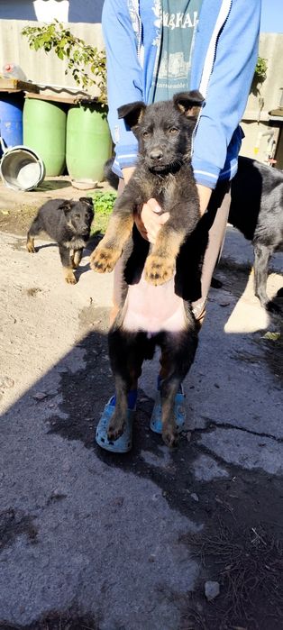 Цуценя німецької вівчарки чепрачного окрасу