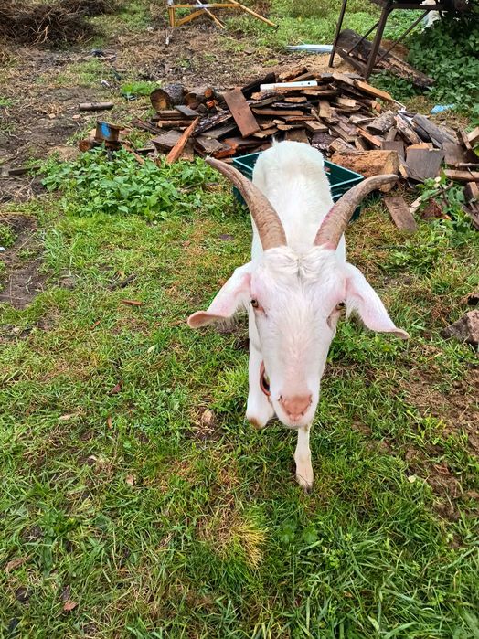 Sprzedam kozę sannenską