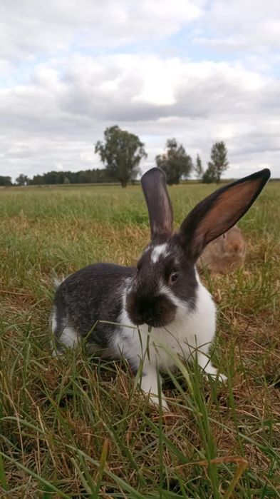 Króliki mieszańce belgijskie