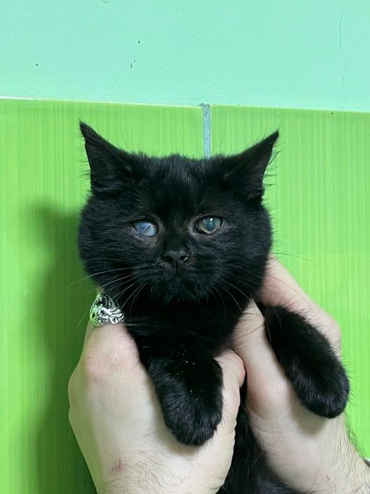 Кошенята котики шукають родини