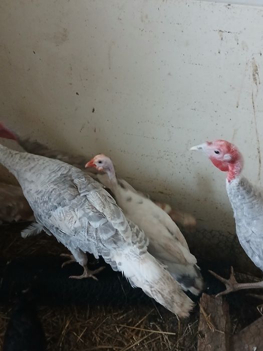 Perliczki,indyki,kogut,gęsi lamdes,sewastopolskie