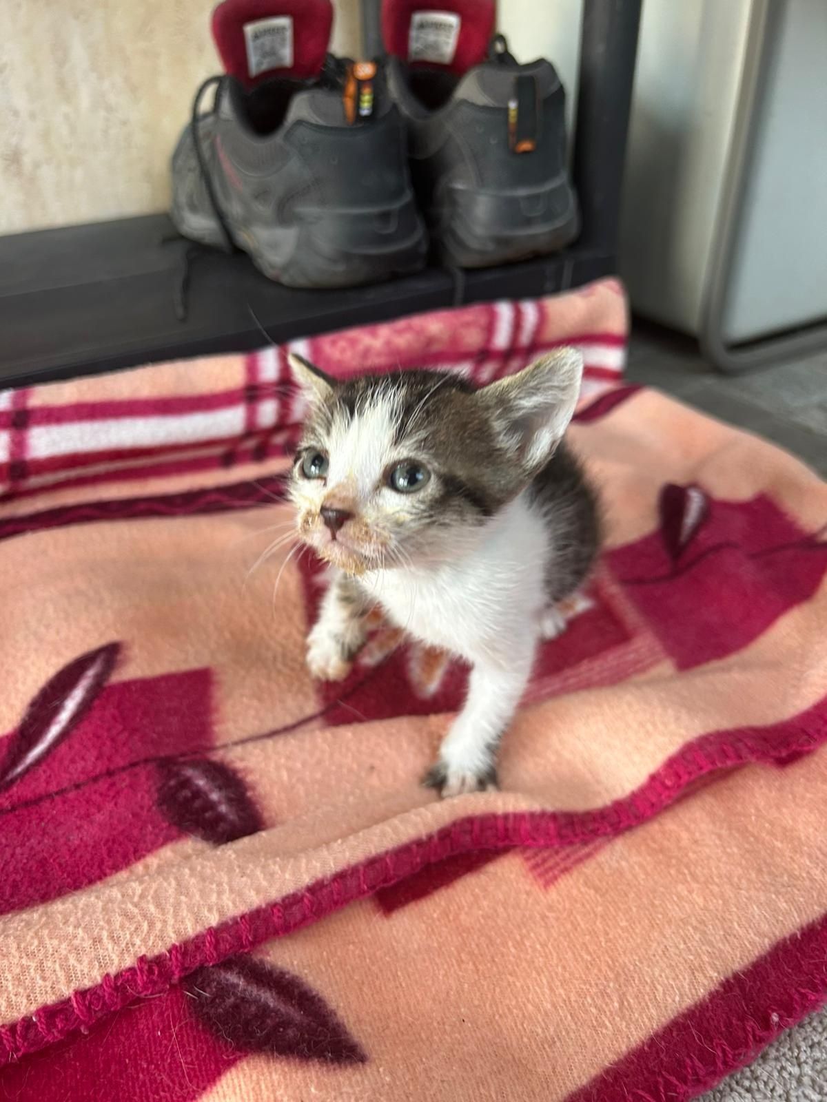 Adoção responsável gatos bebés