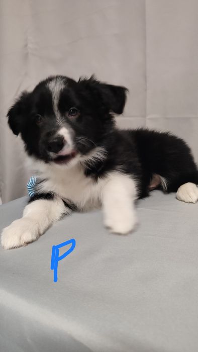 Szczeniak Border Collie