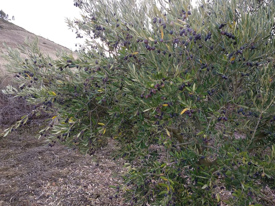 Terreno agrícola com olival 1ha Alenquer