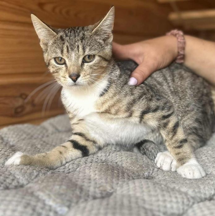 Miły i spokojny kotek poleca się do adopcji