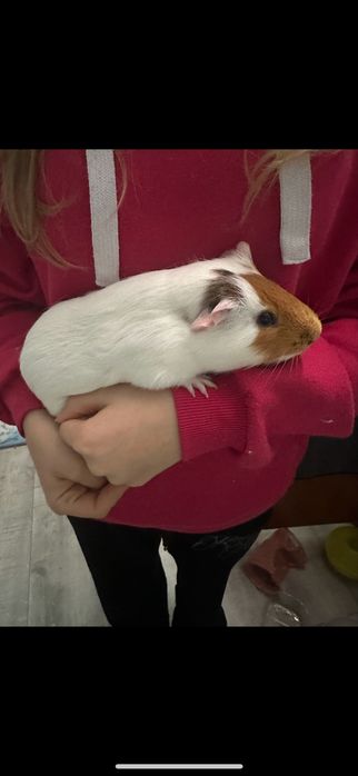 Świnka morska rasowa