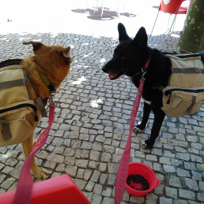 2 Mochilas para cães com mais de 20kg